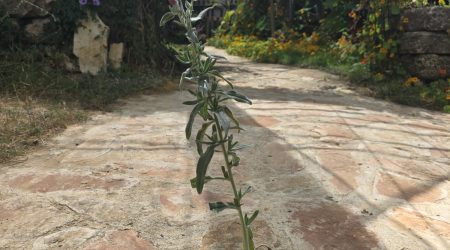 שתיל עכנאי שרוע / Echium sabulicola