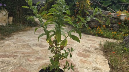 שתיל ערברבה שעירה / Epilobium hirsutum