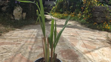 שתיל עשב לימון (לימונית) / Cymbopogon citratus