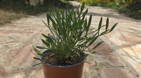 שתיל קריתמון ימי / Crithmum maritimum