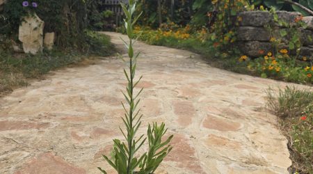 שתיל שושן צחור / Lilium candidum