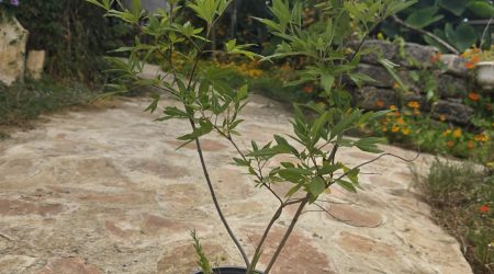 שתיל שיח אברהם מצוי / Vitex agnus-castus